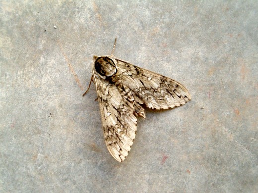 Moth in Northern America, USA. This moth was also pretty large!