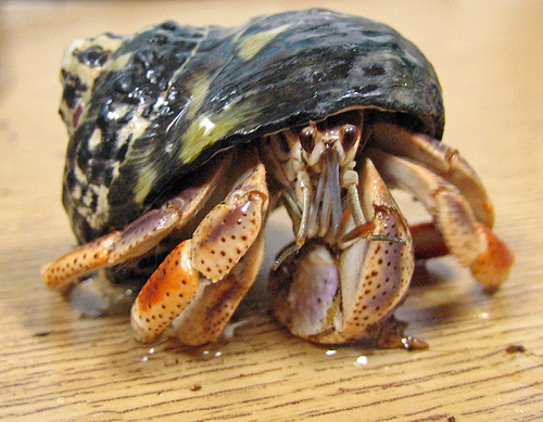 Hermit crabs make low-maintenance pets.