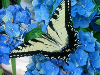 Eastern Swallow Tigertail butterfly resting on my hydrangea.