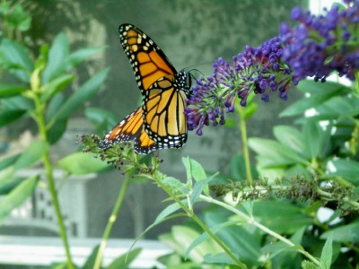 This Monarch couldn't get enough of my butterfly bush.