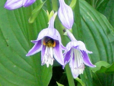 A bumblebee is hiding inside this hosta flower.