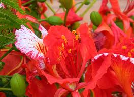 The Gulmohar flowers