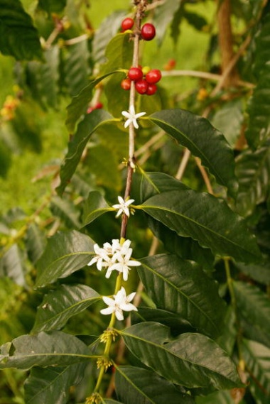 A Kona coffee bean plant in Hawaii 
