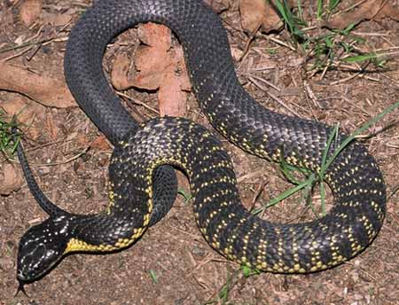 Venomous, but not to deadly.