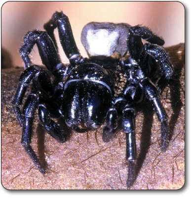 Samll, black shiny and deadly