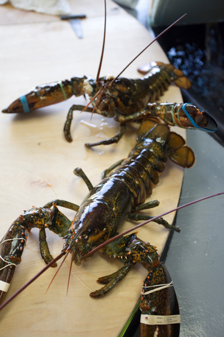 Maine live lobster at the Red Hook Lobster Pound, Brooklyn NY