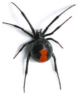 Female black widow spider