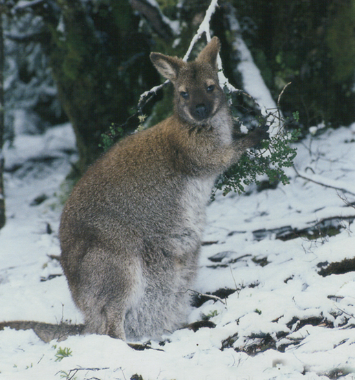 The Bennett's Wallaby needs to have fur that is long and thick to survive the cold winters