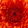 self - help guru profile image