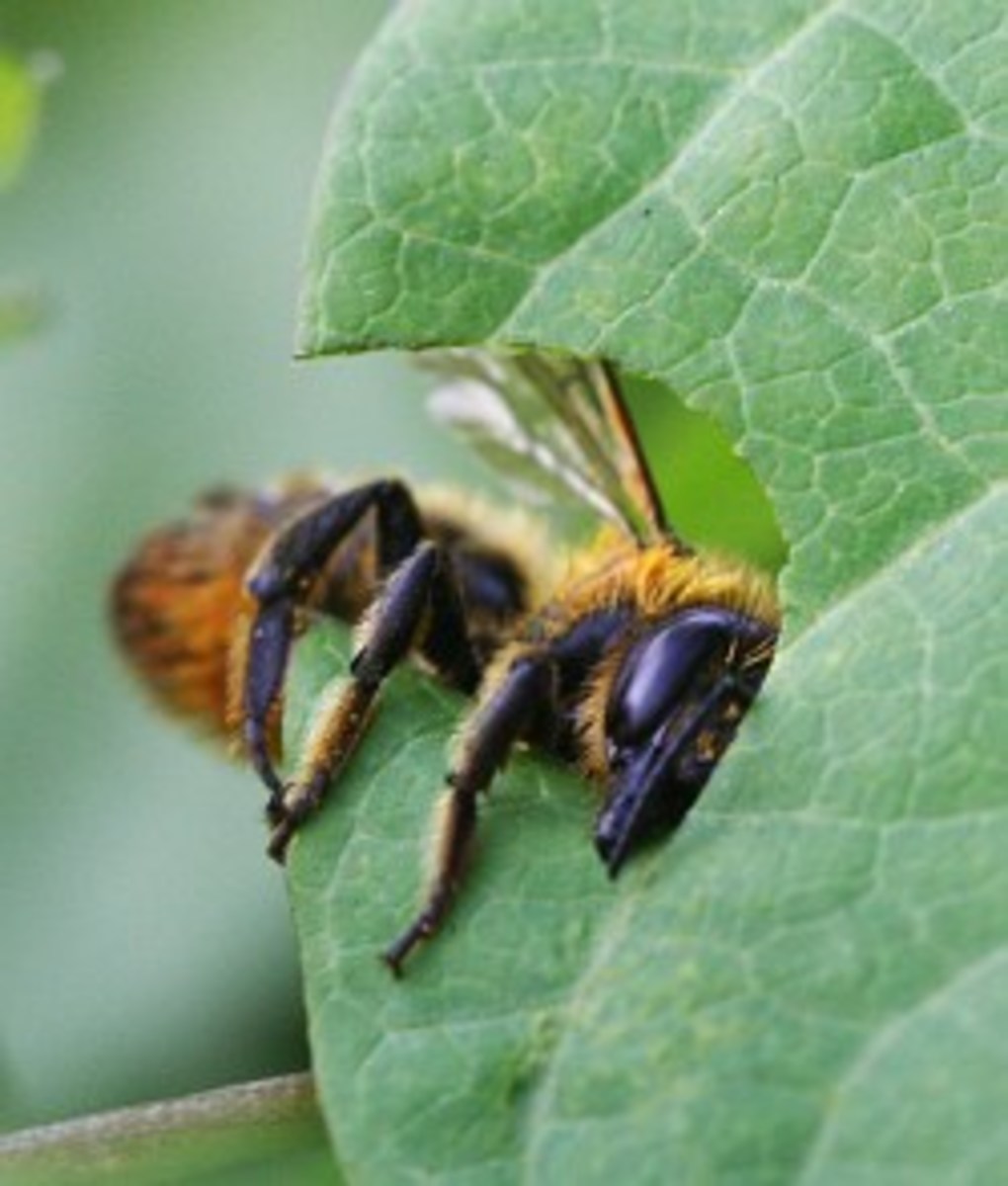 Leaf Cutting Bee