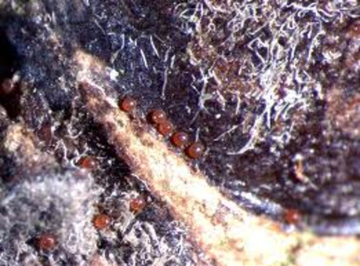 Fruit tree red spider mite eggs