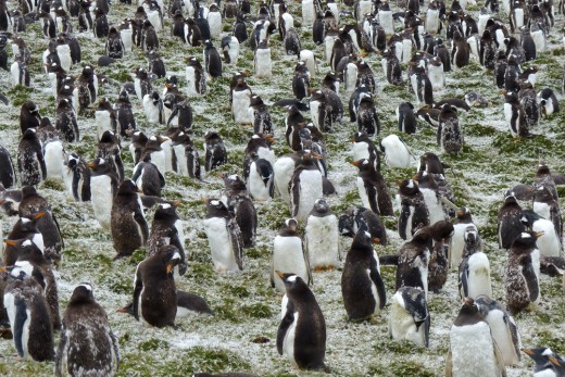 Gentoo Penguins in molting stage at Bluff Cove Penguin Colony