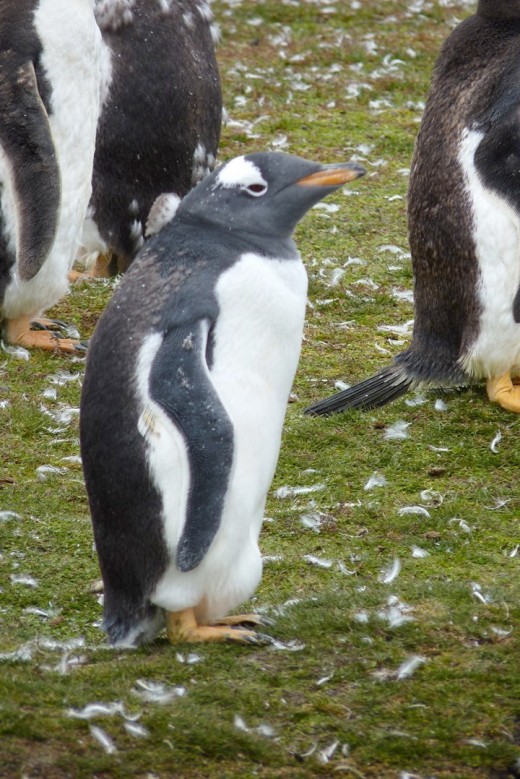 A Gentoo Penguin