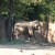 Elephant Elephant
