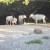 White Deer White Deer