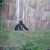 Gorilla Gorilla