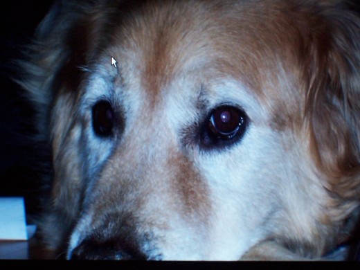 Buddy-- our loving canine companion we will always remember.