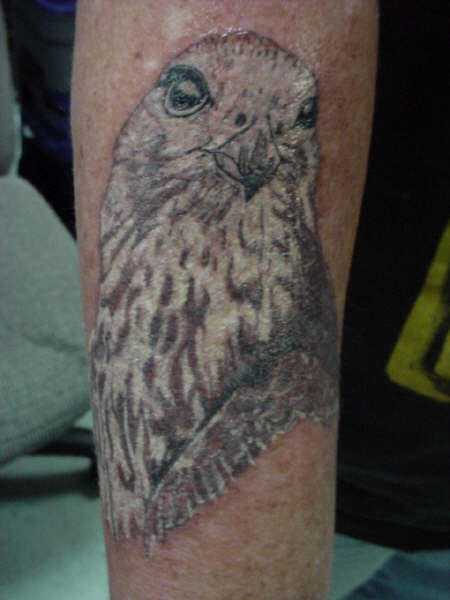 Peregrine Falcon...I have always felt a kinship to this bird.