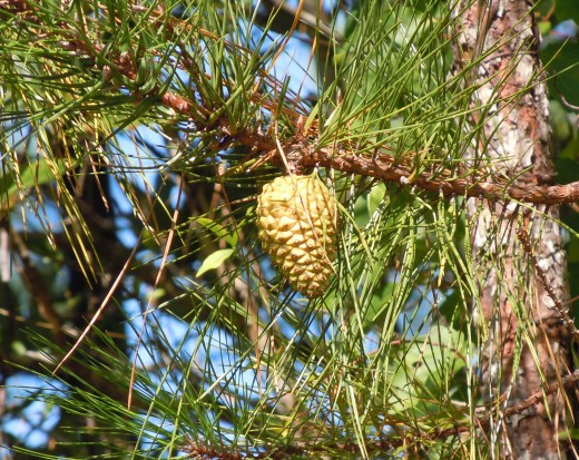 Golden Pine Cone