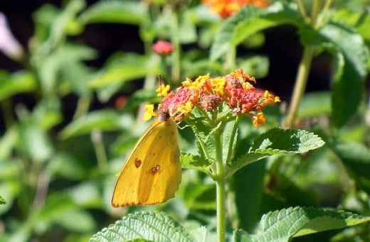 Butterfly pic 6