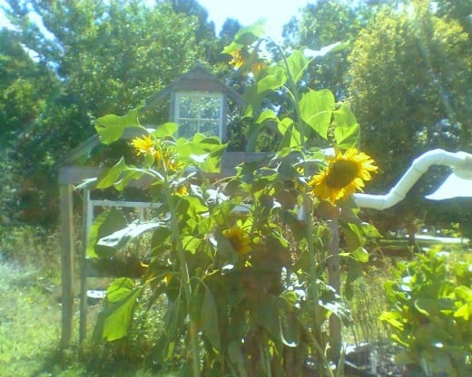 Sunflowers tower over all the other plants on the stand, giving them some cool shade