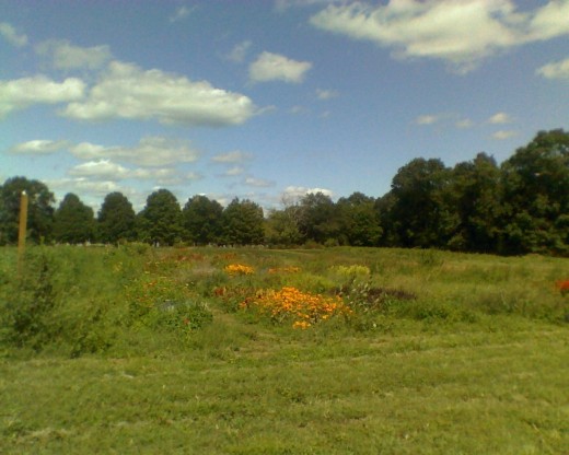 Field full of flowers, formerly full of summer fruits. Nearby are the vegetables.