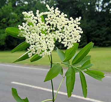 The flowers before the berry