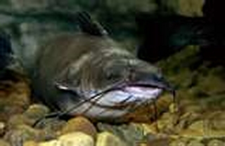 Buy Catfish Accessories Online