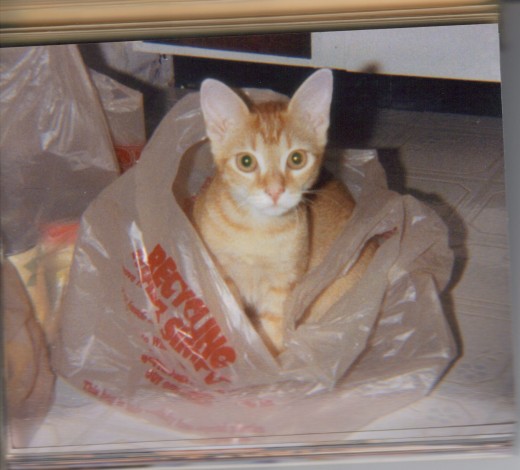 helping me put my groceries away