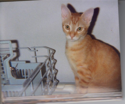 helping me fill the dishwaser