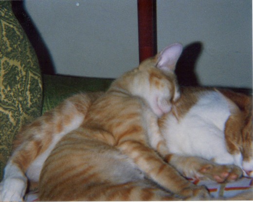using one of the others cats as his pillow