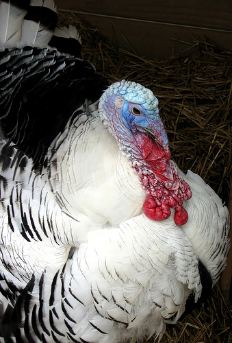Thanksgiving turkey  credit: bcostin @flickr