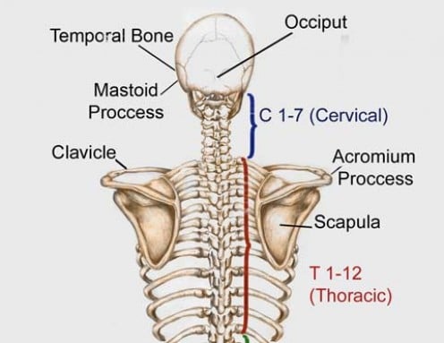 What are the bones called in your neck, shoulder area, and upper back? | Socratic