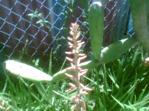 benefits of aloe vera