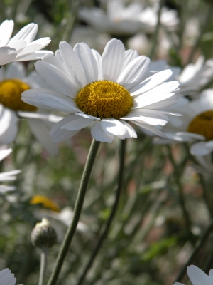 At certain times of the year, the wilderness surrounding the lake will be full of New Zealand Daisy's. 