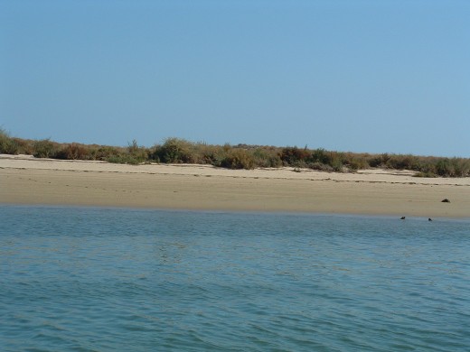 Ria Formosa untouched banks