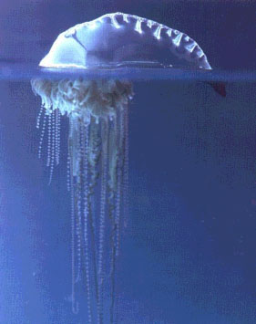 Portuguese Man-of-War Jellyfish