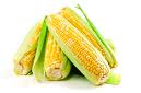 yellow corn on the cob