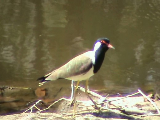 Red Wattled Lapwing 