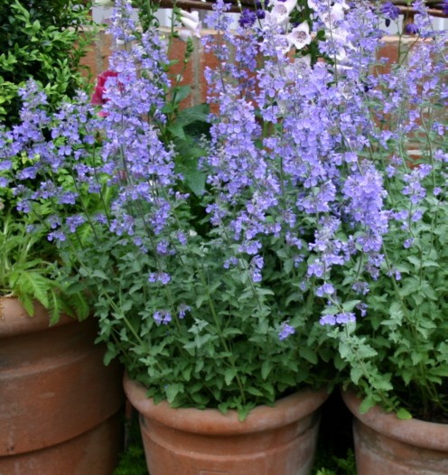 an attractive variety of catnip to grow