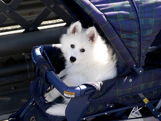 Exercise is excellent for a dog, but there are times when a dog stroller is necessary.