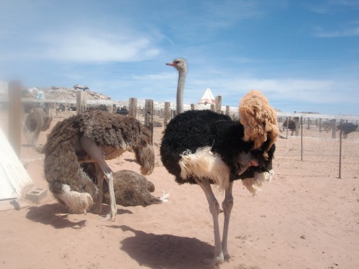 Ostrich Farm - The black on is a boy they greyish one girl (they liked each other, a LOT)