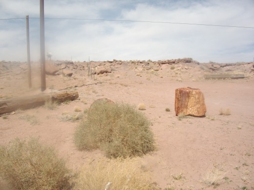 Petrified wood