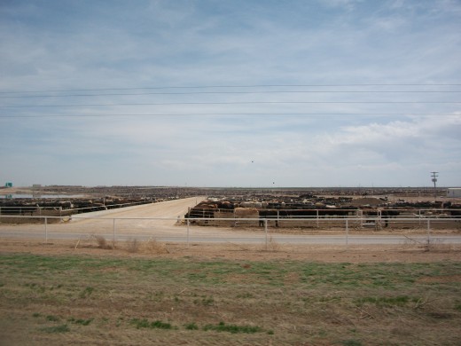 Cows as far as the eye can see - Tip, don't roll your window down