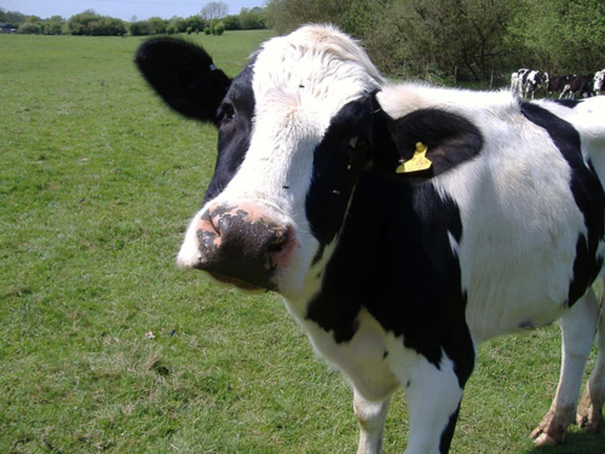 Dairyland Farmworld: Visitor Attraction in Newquay, Cornwall. 