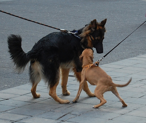 Allowing your dog to greet in a relaxed manner  and with a slack leash, can prevent any unnatural posturing that might cause the other dog to feel threatened.
