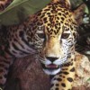 jaguar woman profile image