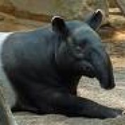 Pakcipan profile image