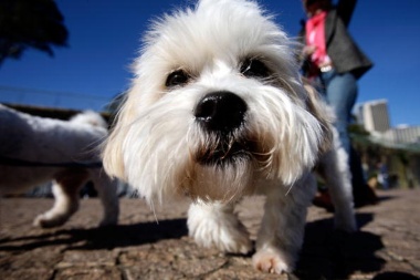 For centuries the Maltese has been popular because of its small size.