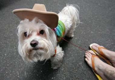 They are also known as toy Maltese. 